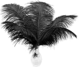 Ballinger Black Ostrich Feathers Bulk - 24Pcs 8-10inch Feathers for