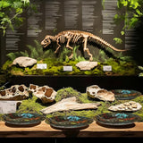 Dinosaur Fossil Birthday Party Decorations for 40 Guests Dinosaur